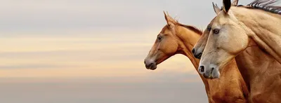 horses-russkiyalmaz.ru - продажа спортивных лошадей