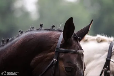 Арабский жеребец победил спортивных лошадей на выводке-экспертизе