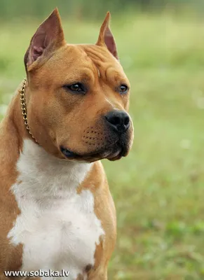 Американский стаффордширский терьер | Собака породы стаффорд - YouTube
