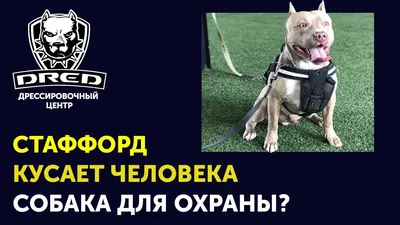 Собака стаффа найдена в Новокузнецке | Pet911.ru