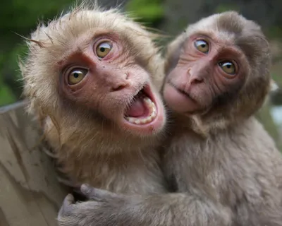Тонизированное изображение страшной обезьяны с красными глазами наблюдая в  камере Стоковое Фото - изображение насчитывающей мужчина, конец: 136717162