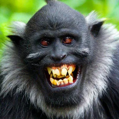 Очень страшная обезьяна с огромными …» — создано в Шедевруме