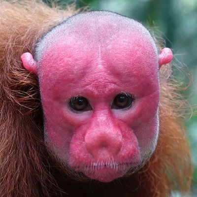 Маска обезьяны Страшная маска Маска головы гориллы Хэллоуин Декорации Маски  с волосами | AliExpress