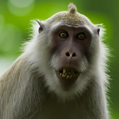 Страшная обезьяна» — создано в Шедевруме
