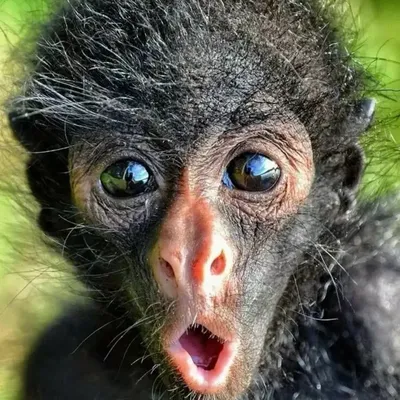 Самая страшная обезьяна - красивые фото