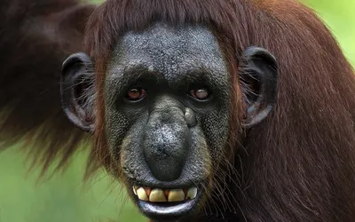 Страшная обезьяна - 83 фото