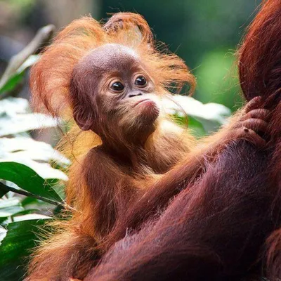 Самая страшная обезьяна в мире - 74 фото