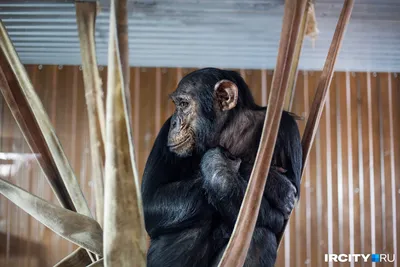 Самая страшная обезьяна в мире - 82 фото