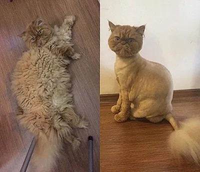 Стрижка кошек: фото до и после - Кот, пёс и я