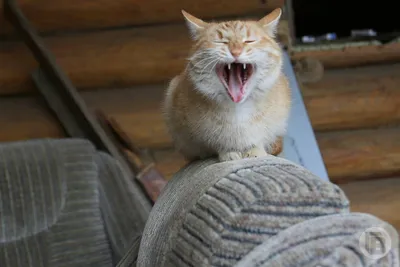 Одеяло Haters будет ненавидеть сумасшедшего кота, супер мягкое  теплосветильник тонкое одеяло, ненавидит сумасшедшего кота, сталлера,  walдорфа, мема для кота | AliExpress