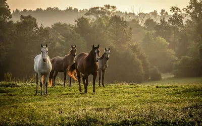 Табун лошадей в казахстанской степи Stock Photo | Adobe Stock