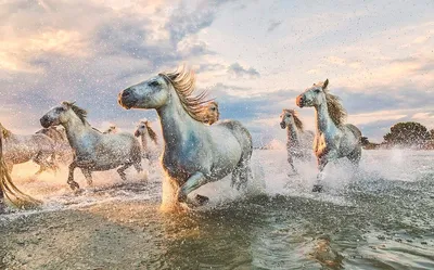 Фото табун лошадей фотографии