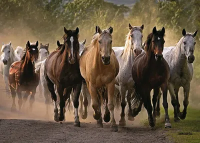 Табун лошадей в поле стоковое изображение. изображение насчитывающей ферма  - 68120429