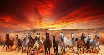 Лошади Табун Лошадей Луг - Бесплатное фото на Pixabay - Pixabay