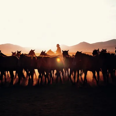 Картина \"Табун лошадей на фоне заката\" | Интернет-магазин картин \"АртФактор\"
