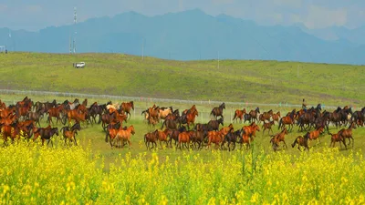 Табун лошадей убило разрядом молнии в Карагандинской области | Inbusiness.kz