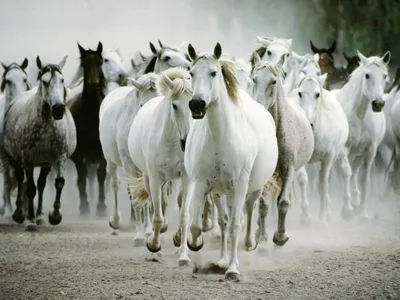Табун лошадей» — создано в Шедевруме