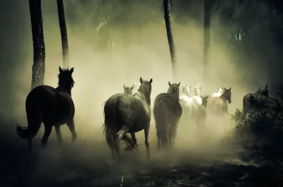 Табун лошадей | rusphotoland | Дзен