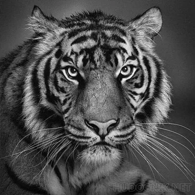 Фото тигра черно белое 
