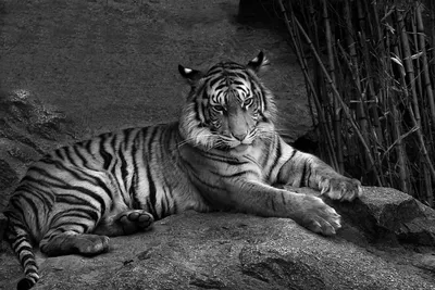 Черно-Белый Sw Тигр Черно Белые - Бесплатное фото на Pixabay - Pixabay