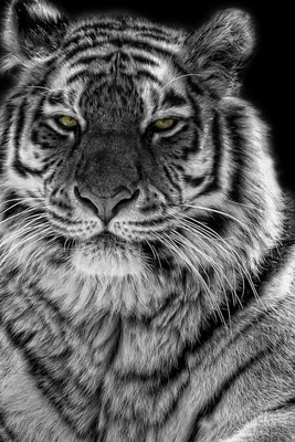 Онлайн пазл «Чёрно-белый тигр»