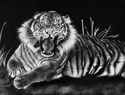 Скачать обои тигр, глаза, хищник, чёрно-белый, tiger разрешение 640x960  #111902