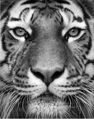 Купить картина по номерам Красиво Красим Черно-Белый Тигр, 60 х 80 см, цены  на Мегамаркет | Артикул: 600004235874