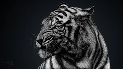 Тигр черно белый рисунок - 82 фото