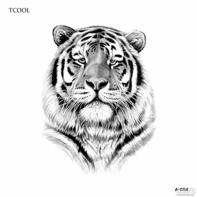 угрожающий взгляд белого бенгальского тигра. черно-белый цвет. самый  опасный зверь показывает свое спокойствие. Стоковое Изображение -  изображение насчитывающей глаз, блестнян: 272203481