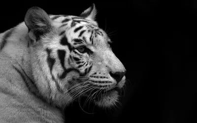 Тигр черно белый - красивые фото