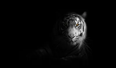 Белый тигр на черном фоне - обои на телефон