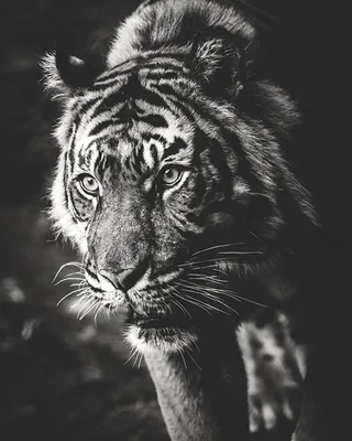 Белый тигр стоковое фото ©kjorgen 31214461