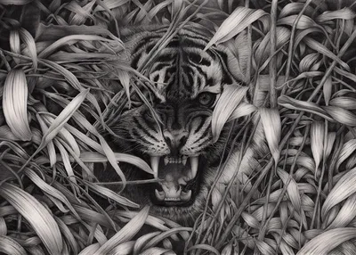 Чёрно-белый тигр стоковое фото ©piyagoon 57049109
