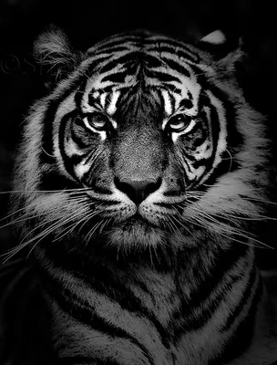 Черный Белый Красивая Тигра Изолированные На Черном Фоне — стоковые  фотографии и другие картинки Агрессия - iStock