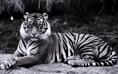 Чёрно-белый векторный логотип Тигра…» — создано в Шедевруме