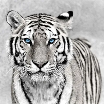 Черно Белый Портрет Тигра Черном Фоне стоковое фото ©art9858 211536162