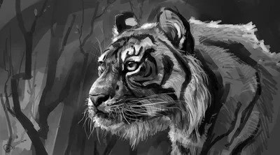 эскиз тигра, тигровая кошка Felidae Черно-белые штриховые рисунки,  татуировки тигра, белый, млекопитающее, кошка png | PNGWing