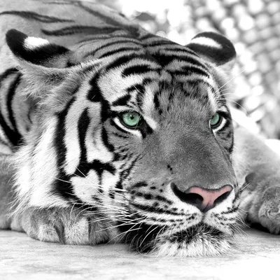 Черно белое изображение тигра, …» — создано в Шедевруме