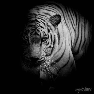Картинка тигр Большие кошки Черно белое Животные Черный фон