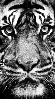 Черно-белый портрет сибирского тигра Стоковое Изображение - изображение  насчитывающей ангстрома, хищник: 185593451