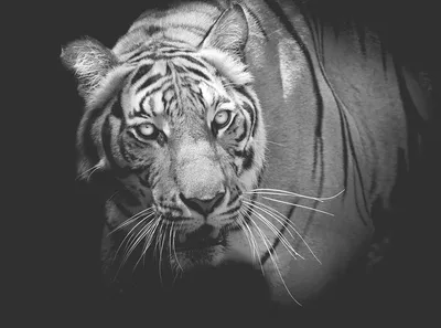 Купить Черно-белая голова тигра, холст, плакат, настенное искусство | Joom