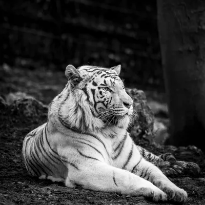 Черно-белый тигр стоковое изображение. изображение насчитывающей анимизма -  66736483