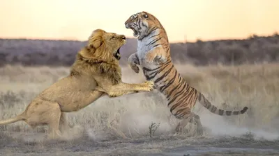 Фото тигра и льва 