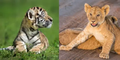 Лев против Тигра. Кто сильнее?
