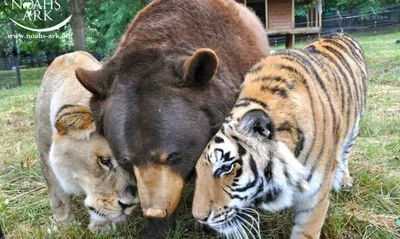 Тигра, льва и медведя спасли из притона наркоторговца. Как хищники  подружились в приюте навсегда | Правмир