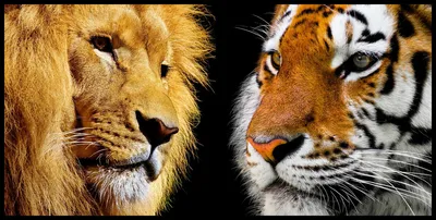 Лев и тигр коллажа стоковое фото. изображение насчитывающей отрезок -  66499726