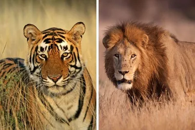 Кто реальный царь зверей: лев или тигр? | Animal Kingdom | Дзен
