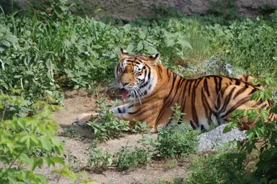 Животные тигры и львы - 74 фото