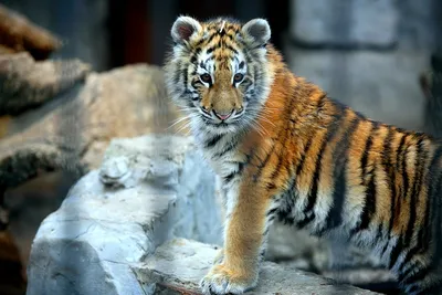 Почему вольер тигра больше, чем у льва · Новости · Муниципальное Бюджетное  Учреждение Культуры «Зоопарк» - официальный сайт