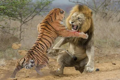 Кто победит в битве тигра и льва? | В мире животных и растений | Дзен